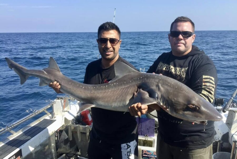 Gummy Shark 25kg